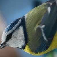 Blaumeise_futterhäuschen2009_1254