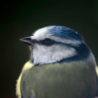 Blaumeise_futterhäuschen2009_1257