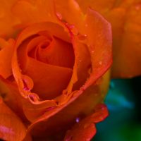 Rose_2009_56