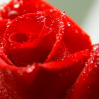 Rose_rot_4185_2007